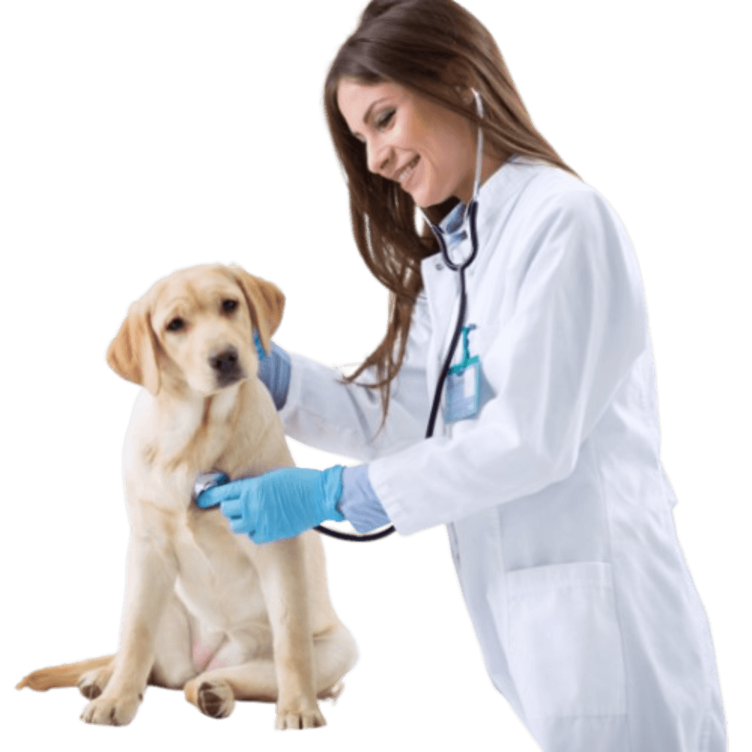 Veterinaria cuidando de um labrador
