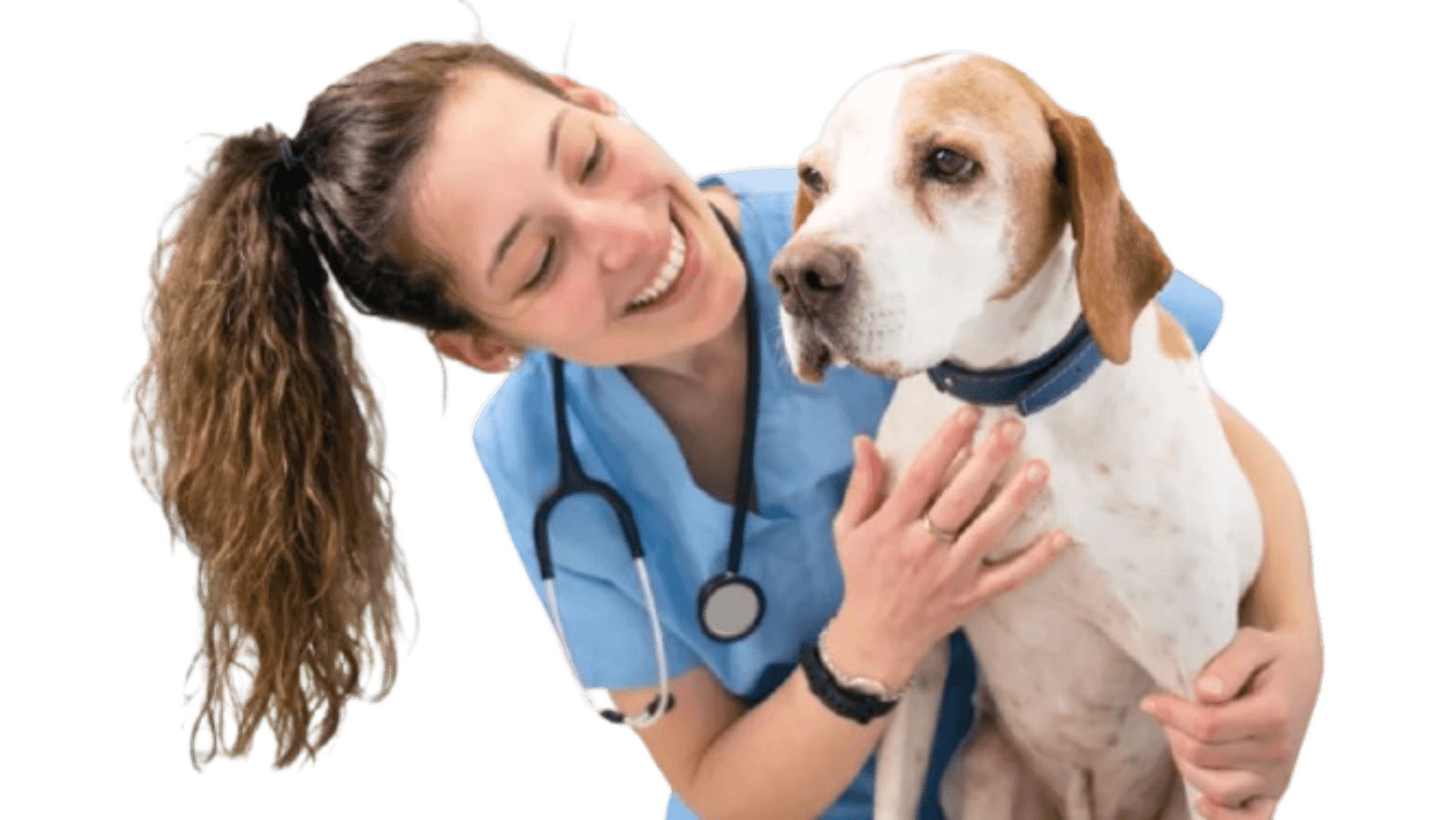 Veterinaria com beagle